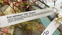 ACER PALMATUM 'VILLA TARANTO' - 11