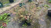4 BLUEBERRY (VACCINIUM) SUNSHINE BLUSH - 2