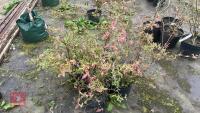 4 BLUEBERRY (VACCINIUM) SUNSHINE BLUSH - 3