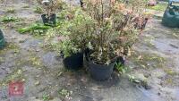 4 BLUEBERRY (VACCINIUM) SUNSHINE BLUSH - 4