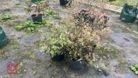4 BLUEBERRY (VACCINIUM) SUNSHINE BLUSH - 5