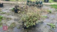 4 BLUEBERRY (VACCINIUM) SUNSHINE BLUSH - 6