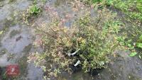 4 BLUEBERRY (VACCINIUM) SUNSHINE BLUSH - 8