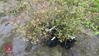 4 BLUEBERRY (VACCINIUM) SUNSHINE BLUSH - 9