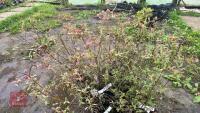 4 BLUEBERRY (VACCINIUM) SUNSHINE BLUSH - 10