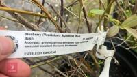 4 BLUEBERRY (VACCINIUM) SUNSHINE BLUSH - 11