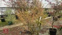 ACER PALMATUM 'BUTTERFLY' - 2