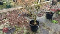 ACER PALMATUM 'BUTTERFLY' - 3