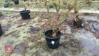 ACER PALMATUM 'BUTTERFLY' - 4