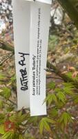 ACER PALMATUM 'BUTTERFLY' - 11