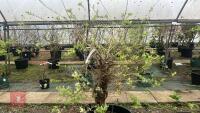 SALIX INTEGRA 'HAKURO-NISHIKI' - 2