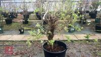 SALIX INTEGRA 'HAKURO-NISHIKI' - 4
