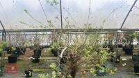SALIX INTEGRA 'HAKURO-NISHIKI' - 5