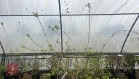 SALIX INTEGRA 'HAKURO-NISHIKI' - 6