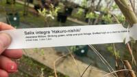 SALIX INTEGRA 'HAKURO-NISHIKI' - 7