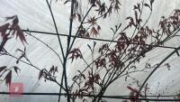 ACER PALMATUM 'BURGUNDY LACE' - 9