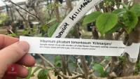 VIBURNM PLICATUM TOMENTOSUM 'KILIMANJARO - 11