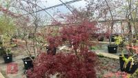 ACER PALMATUM DISSECTUM 'STELLA ROSSA'