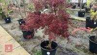 ACER PALMATUM DISSECTUM 'STELLA ROSSA' - 2