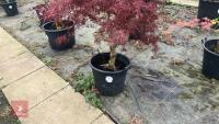 ACER PALMATUM DISSECTUM 'STELLA ROSSA' - 3