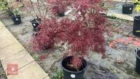 ACER PALMATUM DISSECTUM 'STELLA ROSSA' - 4