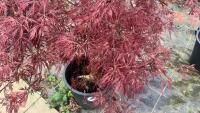 ACER PALMATUM DISSECTUM 'STELLA ROSSA' - 6