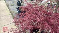 ACER PALMATUM DISSECTUM 'STELLA ROSSA' - 7