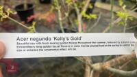 ACER NEGUNDO 'KELLY'S GOLD' TREE - 7