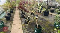 ACER NEGUNDO 'KELLY'S GOLD' TREE - 3