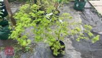 ACER PALMATUM DISSECTUM 'EMERALD LACE'