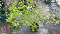 ACER PALMATUM DISSECTUM 'EMERALD LACE' - 6