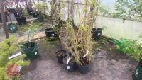 5 PHYLLOSTACHYS TREES