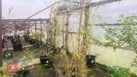 5 PHYLLOSTACHYS TREES - 2