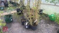 5 PHYLLOSTACHYS TREES - 7