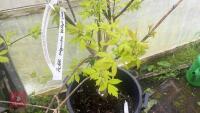 ACER NEGUNDO 'KELLY'S GOLD' TREE - 20