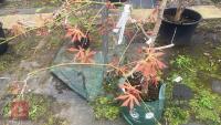 ACER PAL DORMANSLAND TREE - 5