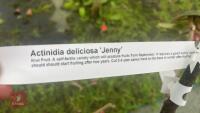 ACTINDA JENNY TREE - 10