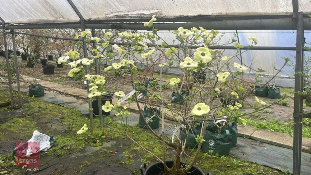 CORNUS PORTTIEMOUTH