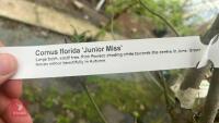 CORNUS JUNIOR MISS - 9