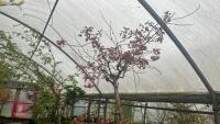 PRUNUS PINK PARASOL