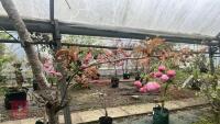 PRUNUS PINK PARASOL - 10