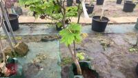 ACER JAPONICA VITIFOLIUM - 5