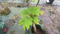 ACER JAPONICA VITIFOLIUM - 8