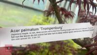 ACER TROMPENBURG - 8