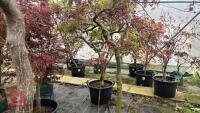 2 ACER PALMATUM DISSECTUM 'TAMUKEYAMA' - 6