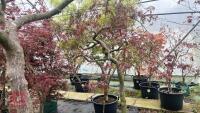 2 ACER PALMATUM DISSECTUM 'TAMUKEYAMA' - 8