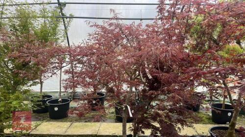 ACER PALMATUM DISSECTAM 'GARNET'