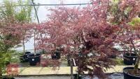 ACER PALMATUM DISSECTAM 'GARNET' - 5