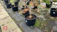 ACER 'VILLA TARANTO' - 2