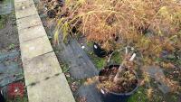 ACER 'VILLA TARANTO' - 6